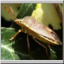 Piezodorus prasina - Baumwanze 02.jpg